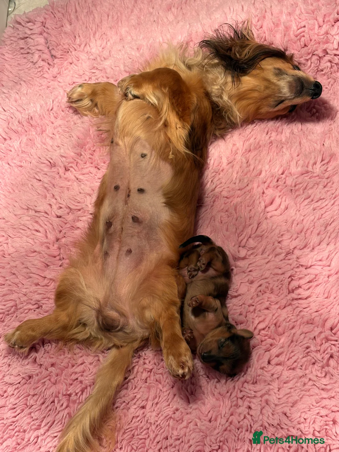 Miniature Dachshund dogs for sale: Beautiful miniature long hair dachshund  - Advert 2