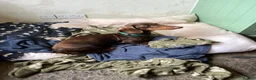 Dachshund dogs for sale: Smooth haired Dachshund Puppies in Wellington - Advert 16