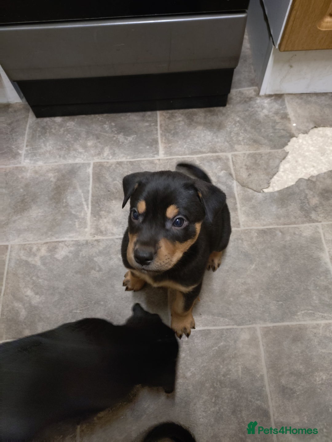 Mixed Breed dogs for sale: Huntaway X German shepherd X  - Advert 5