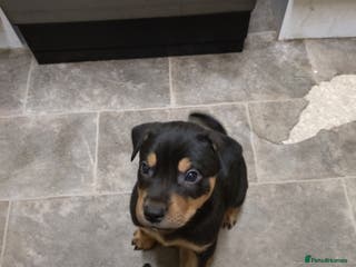 Mixed Breed dogs Huntaway X German shepherd X - Advert 1