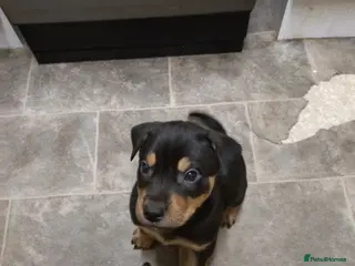 Mixed Breed dogs Huntaway X German shepherd X - Advert 11