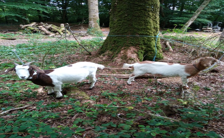 Goats livestock - Advert 2