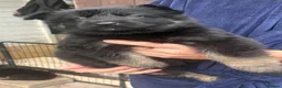 German Shepherd dogs for sale: German shepherd puppies  - Advert 6