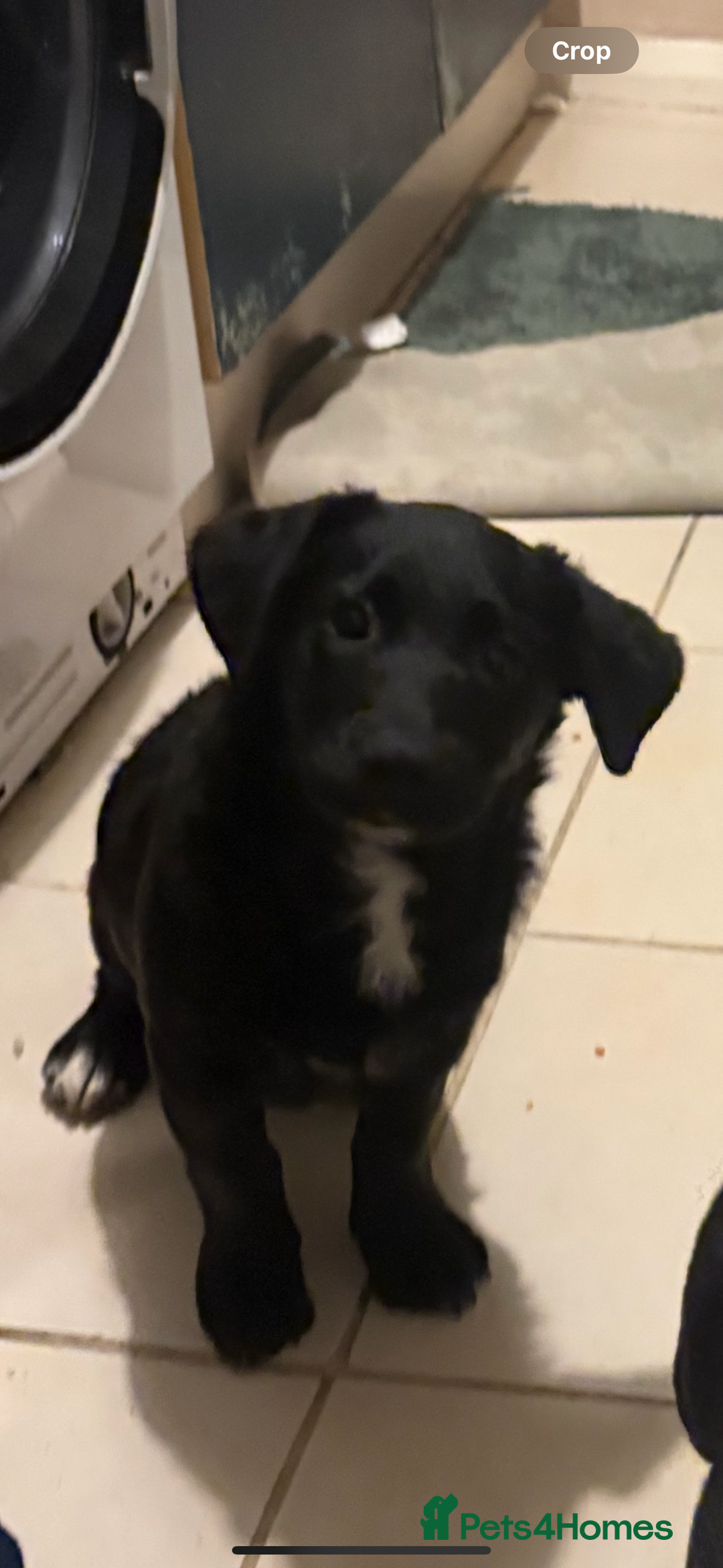 Goldador dogs for sale: Goldador puppies ready for rehome now!  - Advert 3