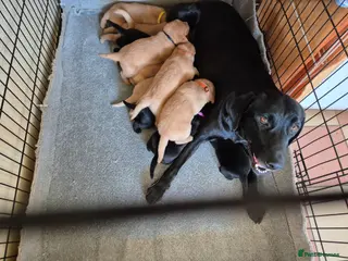 Labrador Retriever dogs Labrador puppies kc registered - Advert 1