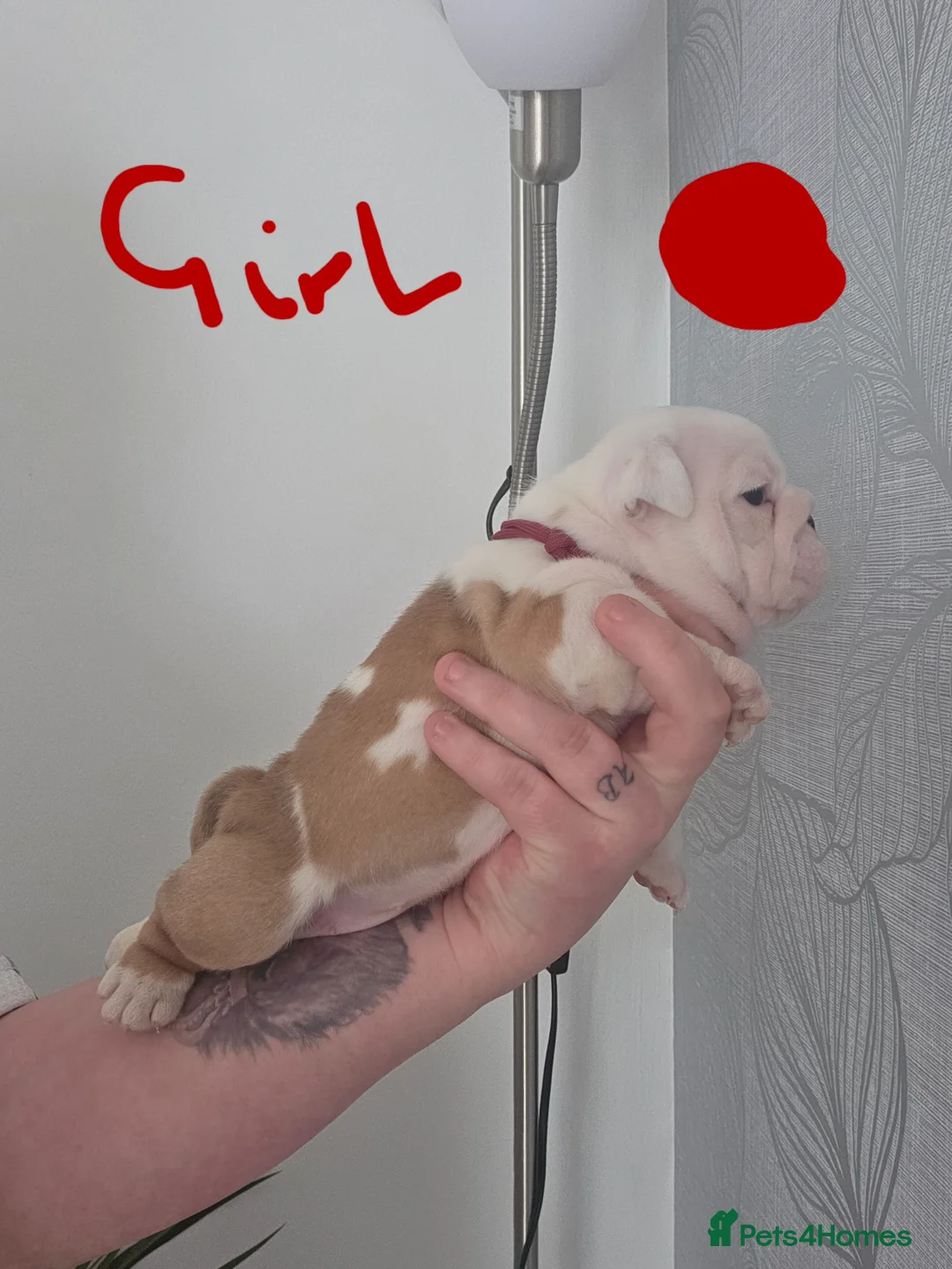 English Bulldog dogs for sale: 5 english bulldog pups kc reg  - Advert 2