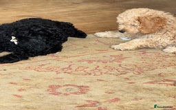 Cockapoo dogs for sale: Daisy Doodles & Marvels Pups in Spilsby - Image 1