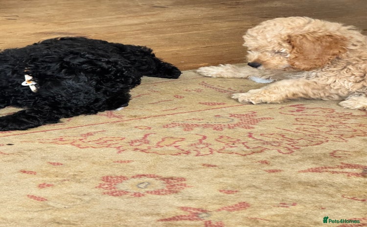 Cockapoo dogs in Spilsby - Advert 10