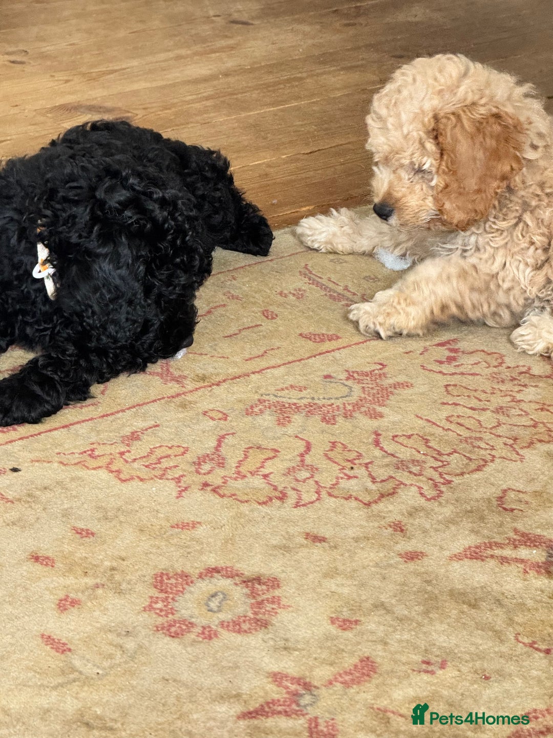 Cockapoo dogs for sale: Daisy Doodles & Marvels Pups in Spilsby - Image 1
