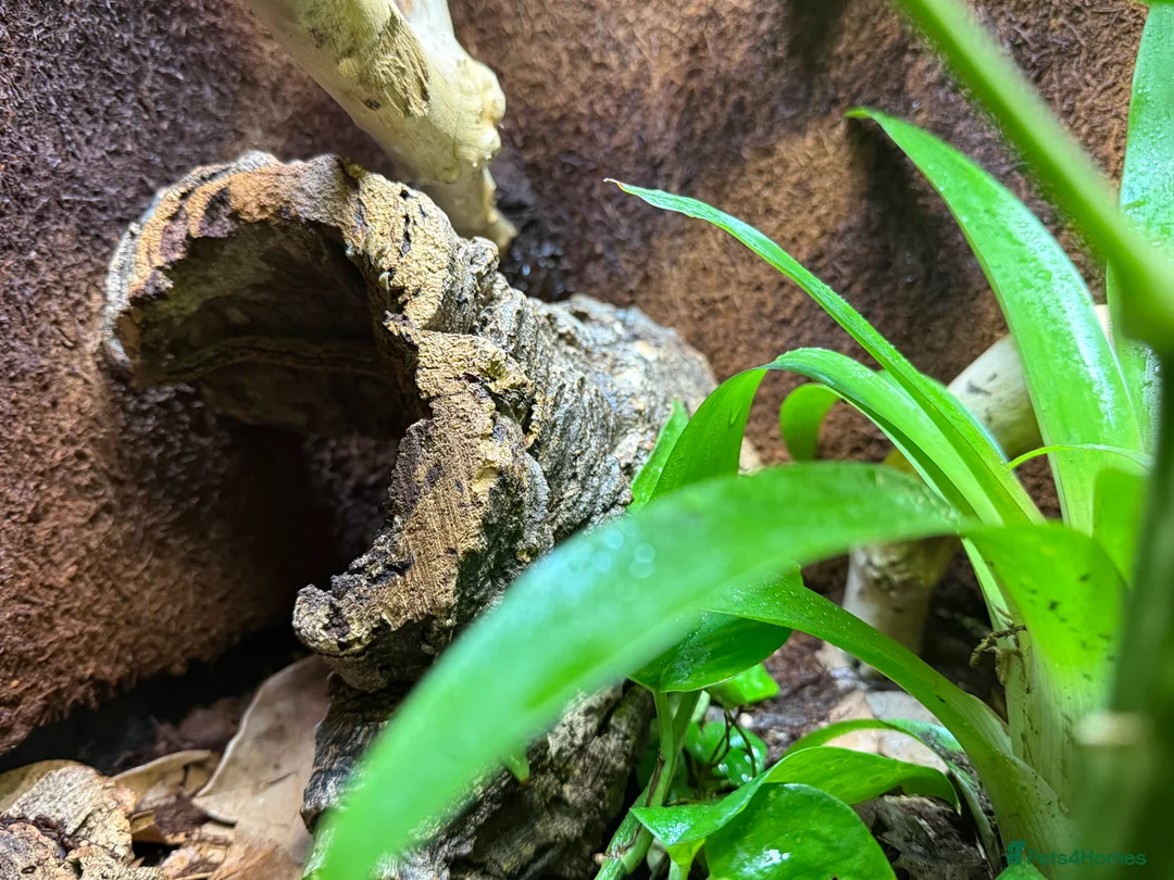 Gecko reptiles for sale: Gargoyle Gecko (Stunning Stripes) & full a+ Setup - Advert 8