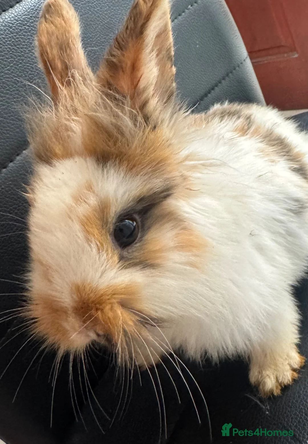 Lionhead rabbits for sale: Rabbit / lion head  in Southampton - Advert 3