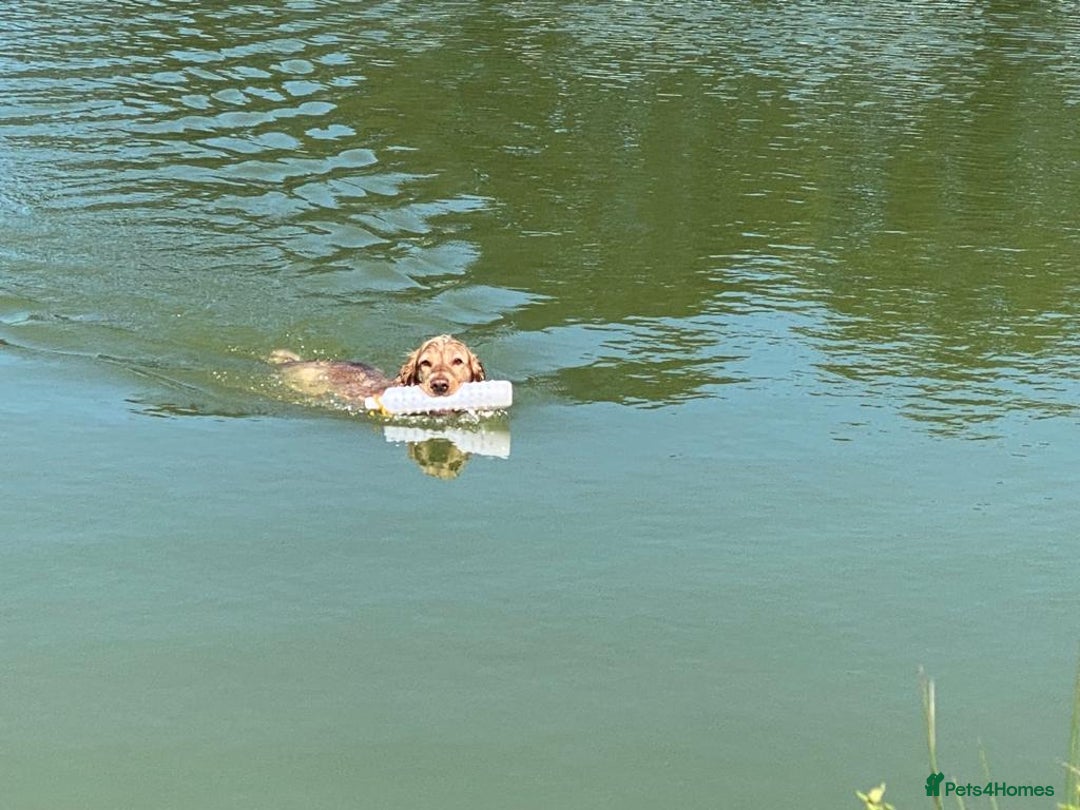 Cocker Spaniel dogs for sale: Working Cocker Spaniel Puppies  - Advert 6