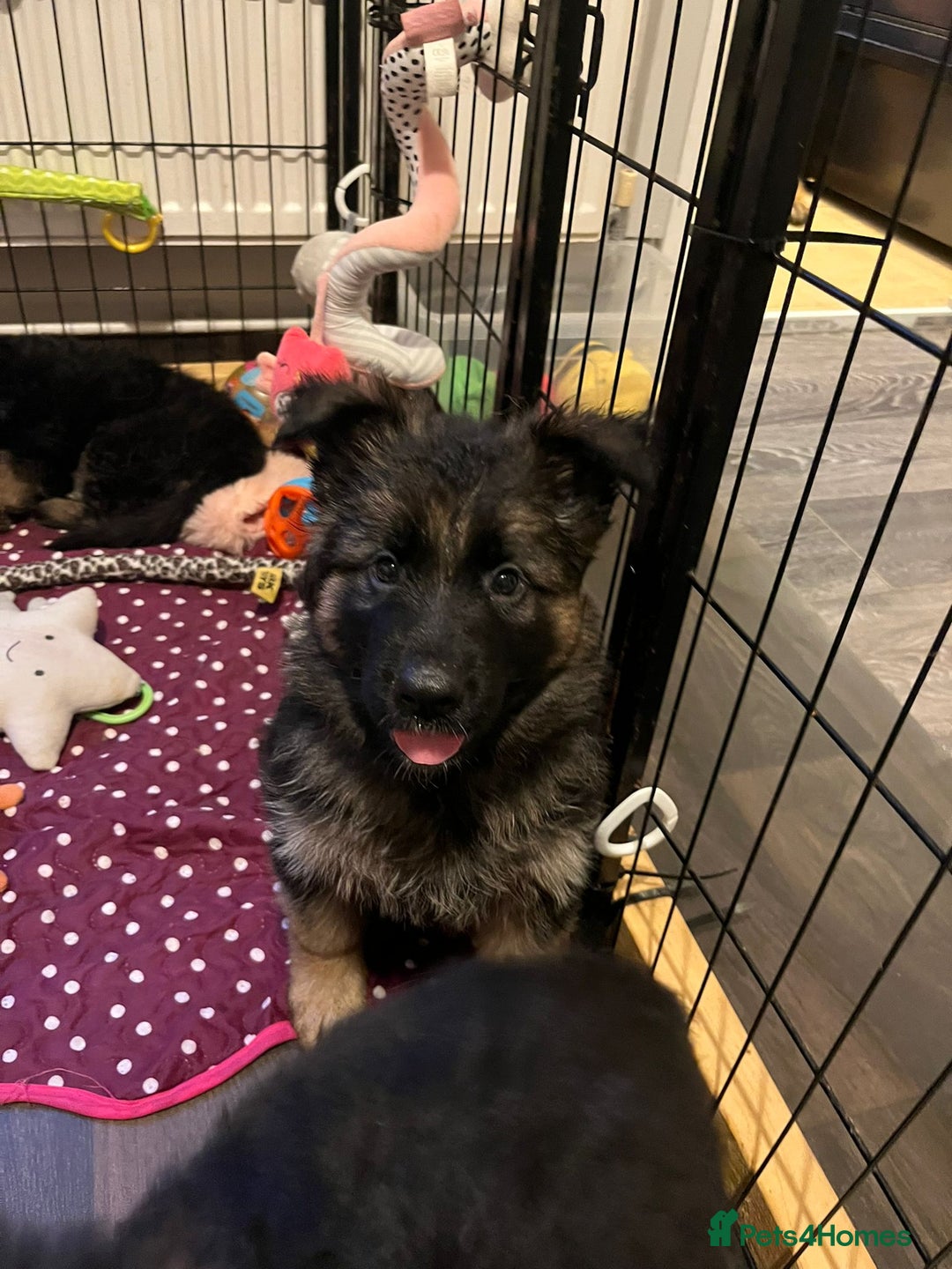 German Shepherd dogs for sale: Excellent Long-Haired German Shepherd Puppies-KC - Advert 7