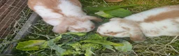 Mixed Breed rabbits for sale: Two beautiful rabbits  - Advert 2