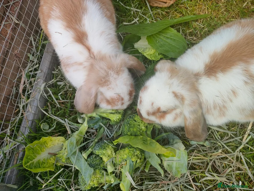 Mixed Breed rabbits for sale: Two beautiful rabbits  - Advert 2