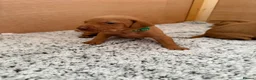 Hungarian Vizsla dogs for sale: KC registered Hungarian Vizsla puppies - Advert 8