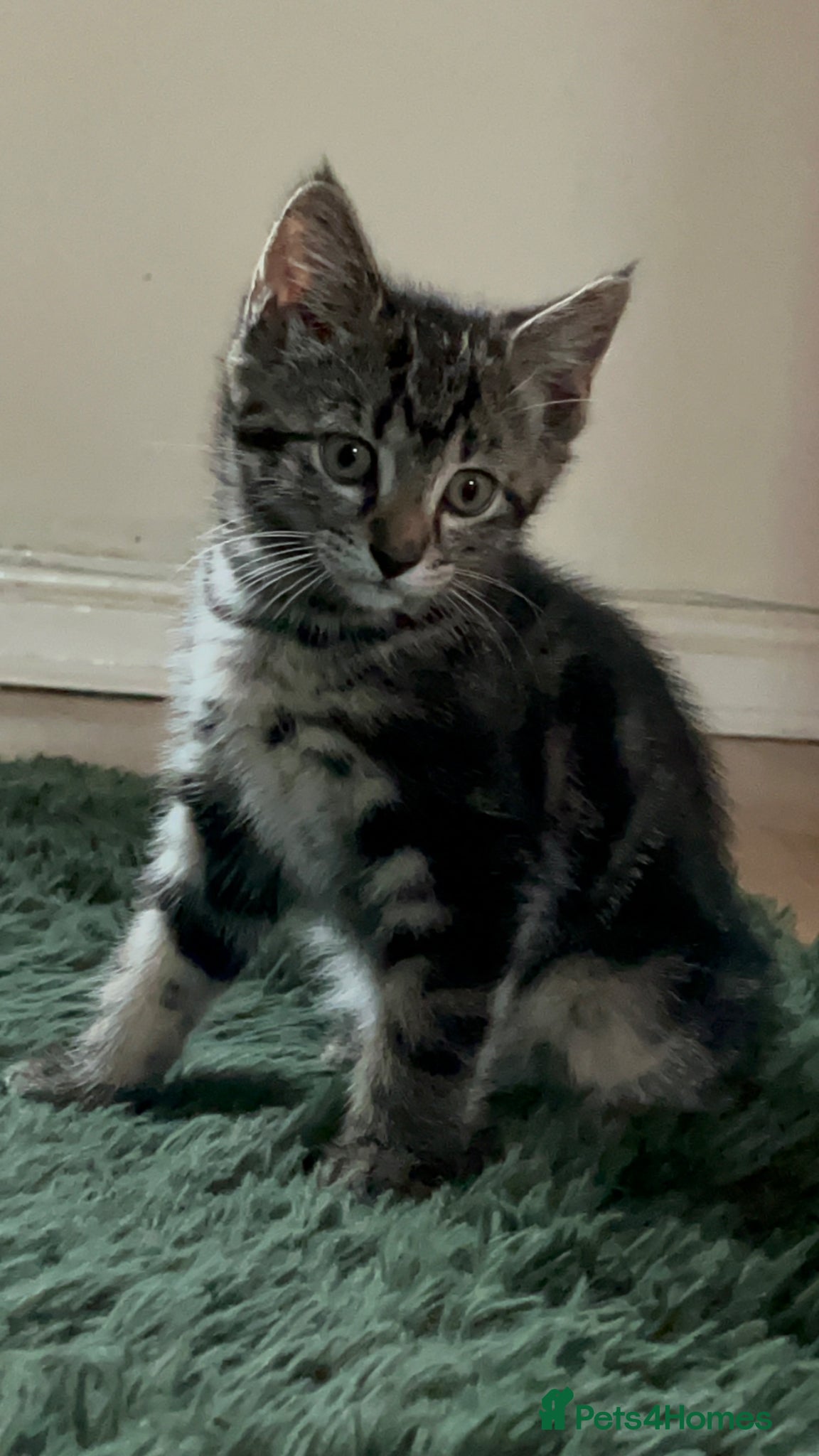 Mixed Breed cats Mixed Breed kittens - Advert 3