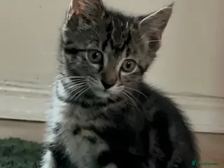 Mixed Breed cats Mixed Breed kittens - Advert 3