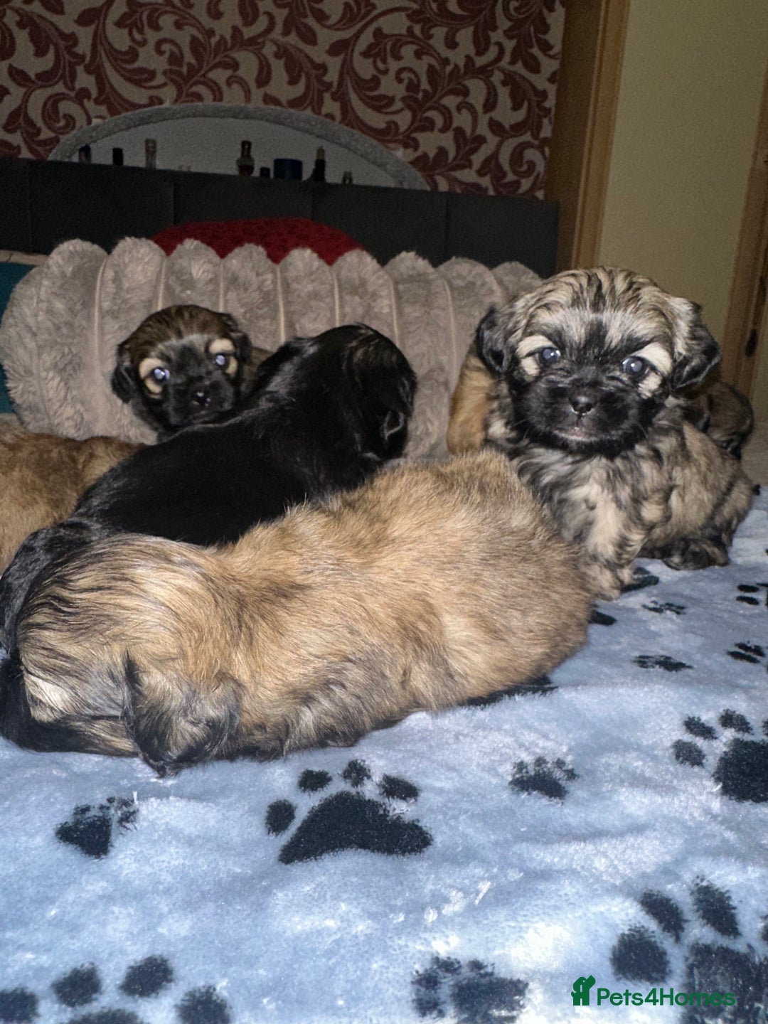 Shihpoo dogs for sale: Shihpoo 6 girls  - Advert 8