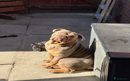 English Bulldog dogs for sale: 18 month old male English bulldog  - Image 1