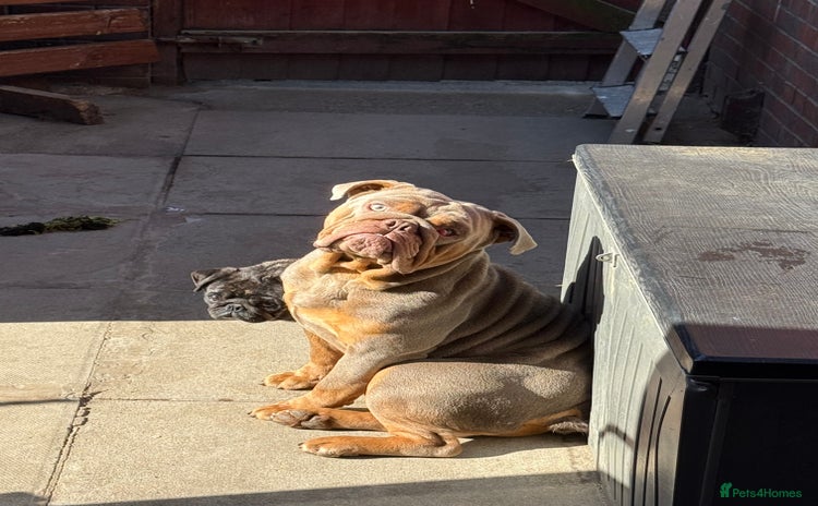 English Bulldog dogs - Advert 1