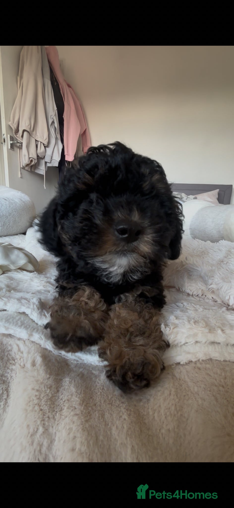 Toy Poodle dogs Toy poodle puppy female 💕 - Advert 1