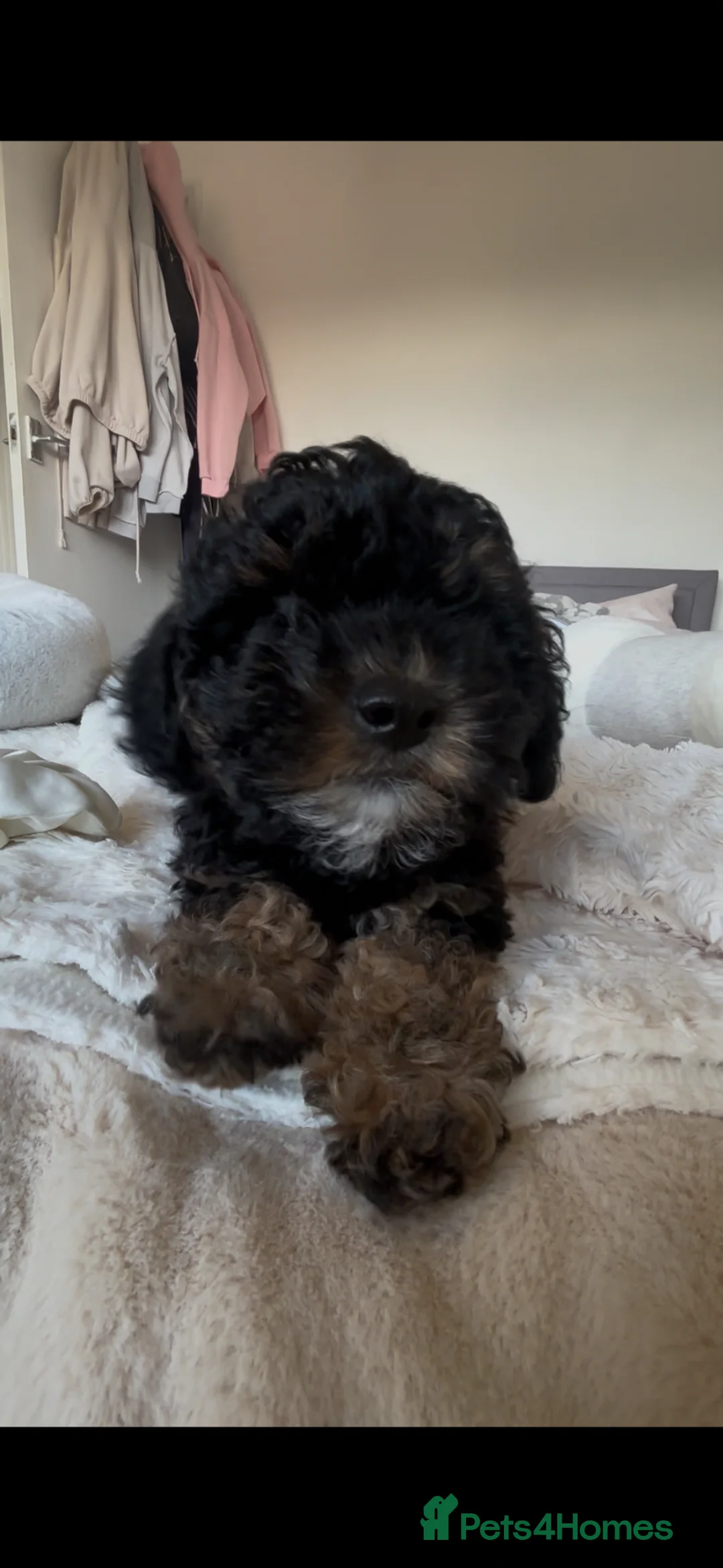 Toy Poodle dogs for sale: Toy poodle puppy female 💕 - Advert 1