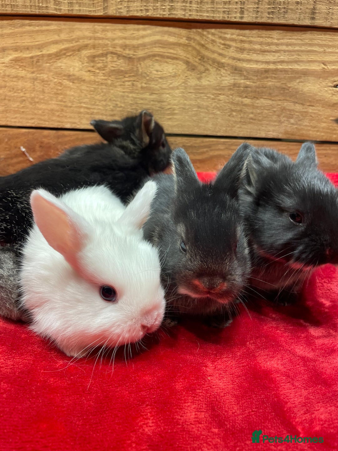 Mixed Breed rabbits for sale: Mini Lop Cross Baby Rabbits - Advert 6