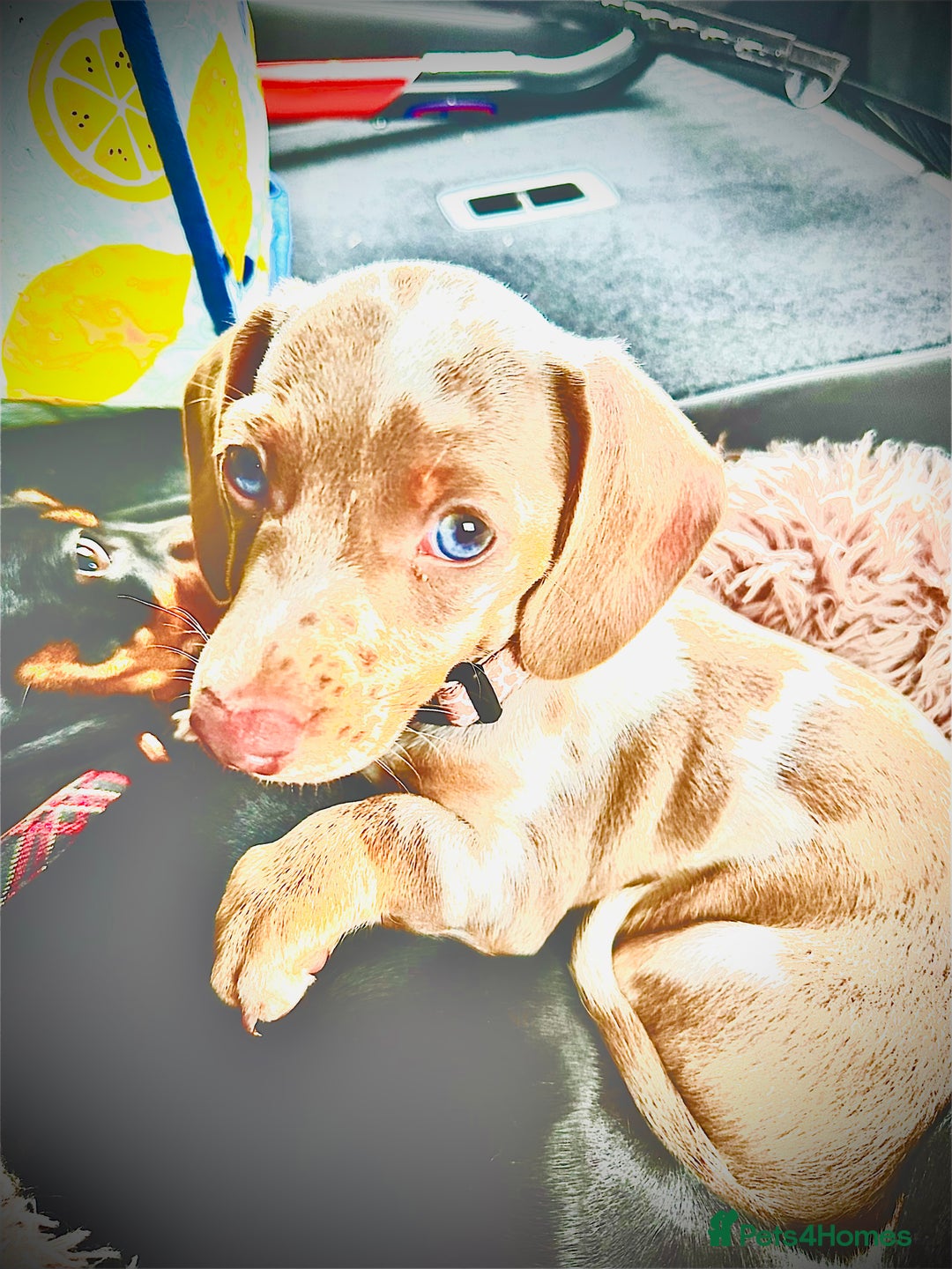 Miniature Dachshund dogs for sale: Mabel - Advert 5
