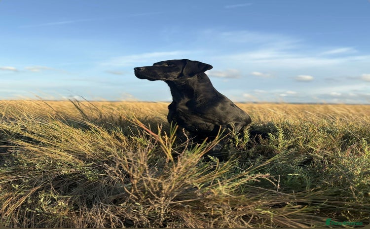 Labrador Retriever dogs - Advert 4