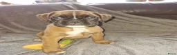 Boxer dogs for sale: 4 k.c boxer puppies ready for there new homes  in Sowerby Bridge - Advert 3