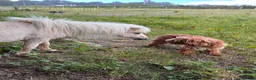 Shetland pony horses for sale: Adorable Miniature Shetland in Looe - Advert 8