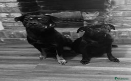 Mixed Breed dogs for sale: Pug puppies for sale! - Image 5