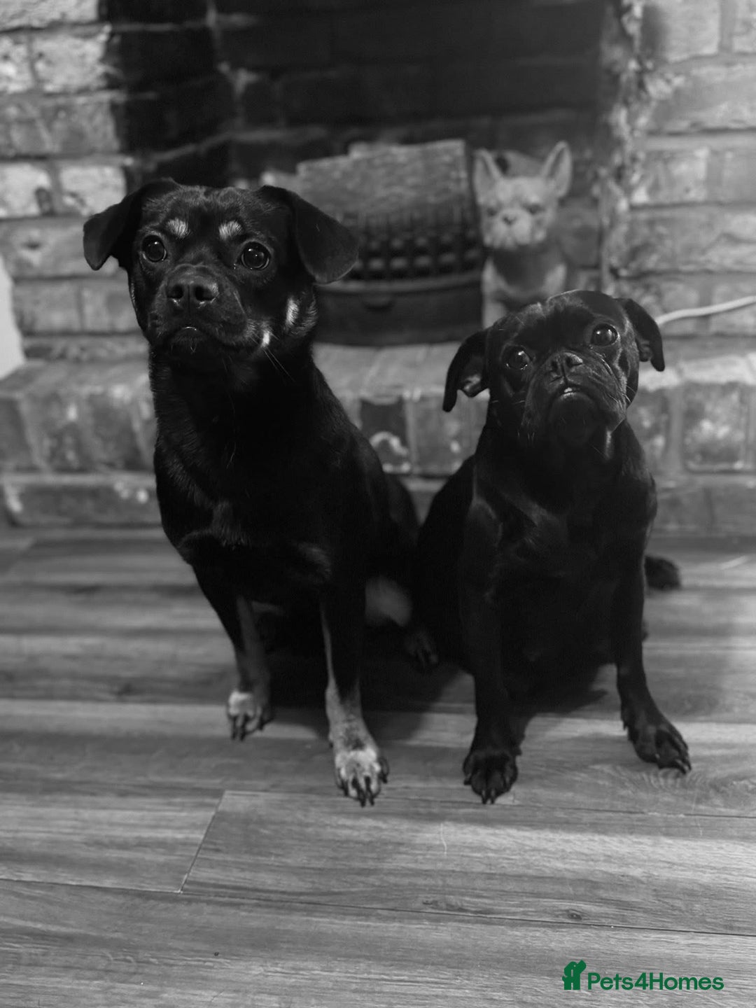 Mixed Breed dogs for sale: Pug puppies for sale! - Image 5