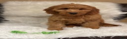 Goldendoodle dogs for sale: Ready Now deep red Golden Doodle F1 pups  - Advert 16
