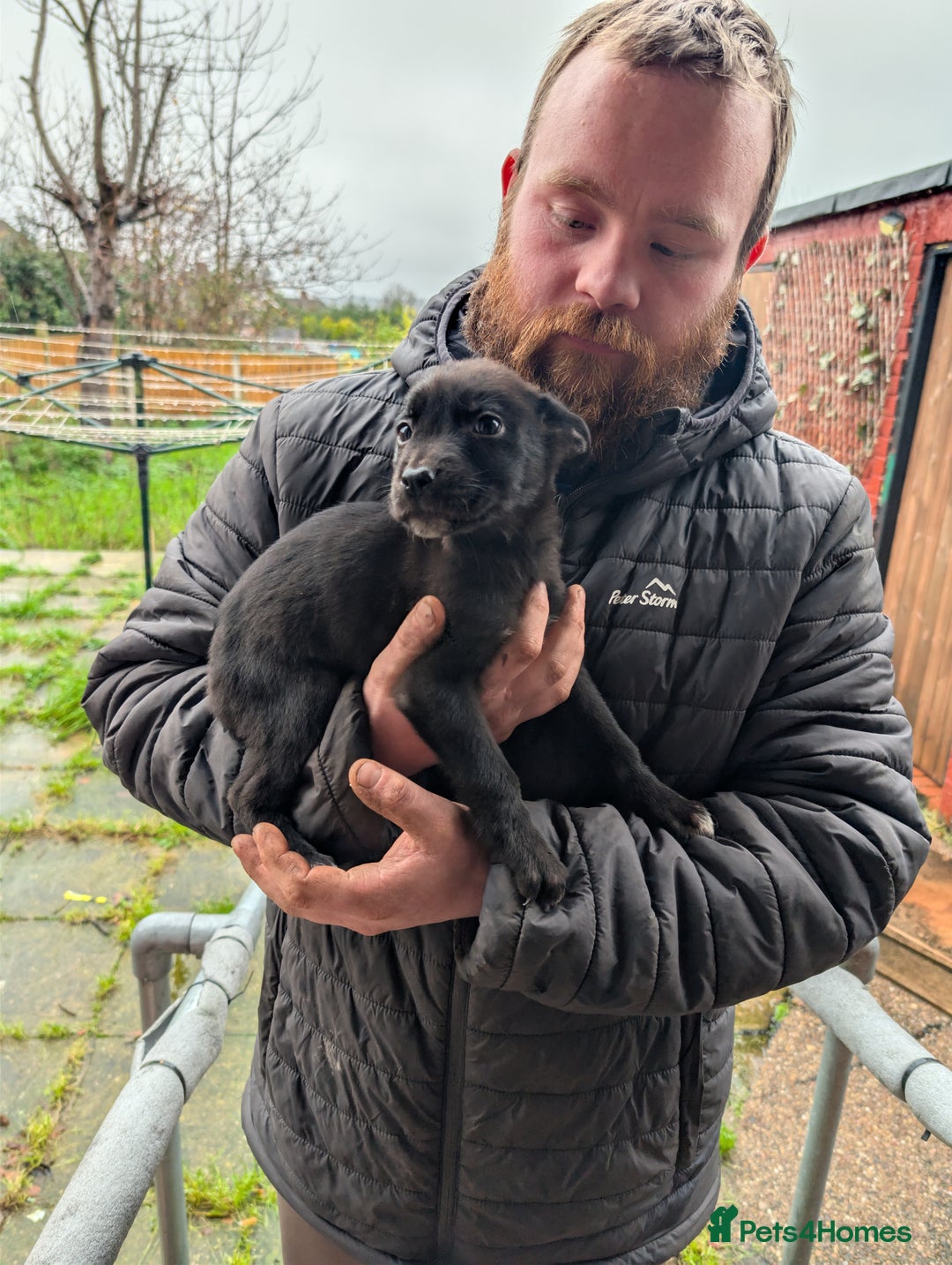 Mixed Breed dogs for sale: German shepherd X cane corso pups for sale  - Advert 7