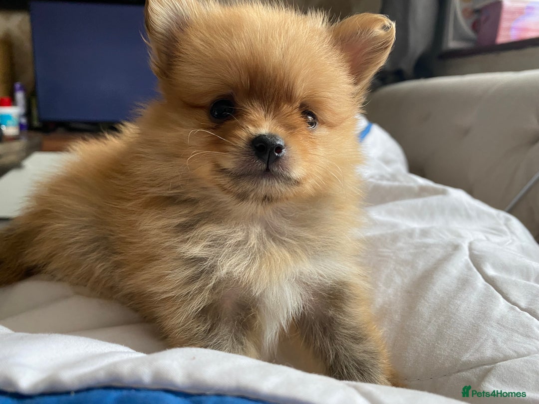 Pomeranian dogs for sale: Beautiful Russian bloodline Pomeranian puppies - Image 7