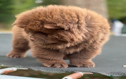 Chow Chow dogs for sale: Mr chow  - Image 12