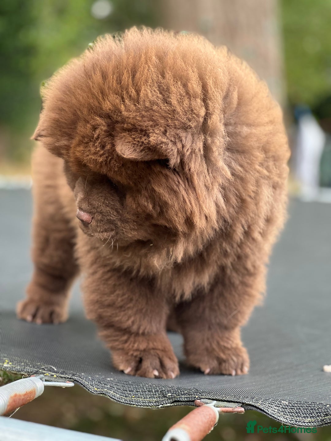 Chow Chow dogs for sale: Mr chow  - Image 12