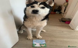 Siberian Husky dogs for sale: Rehome for 1 year old Bella. - Image 5
