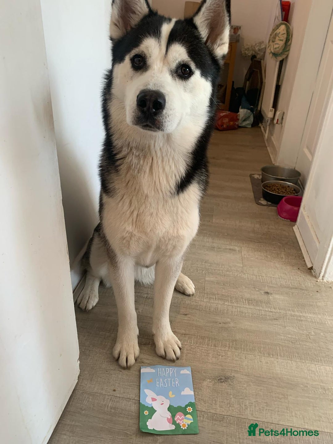 Siberian Husky dogs for sale: Rehome for 1 year old Bella. - Image 5