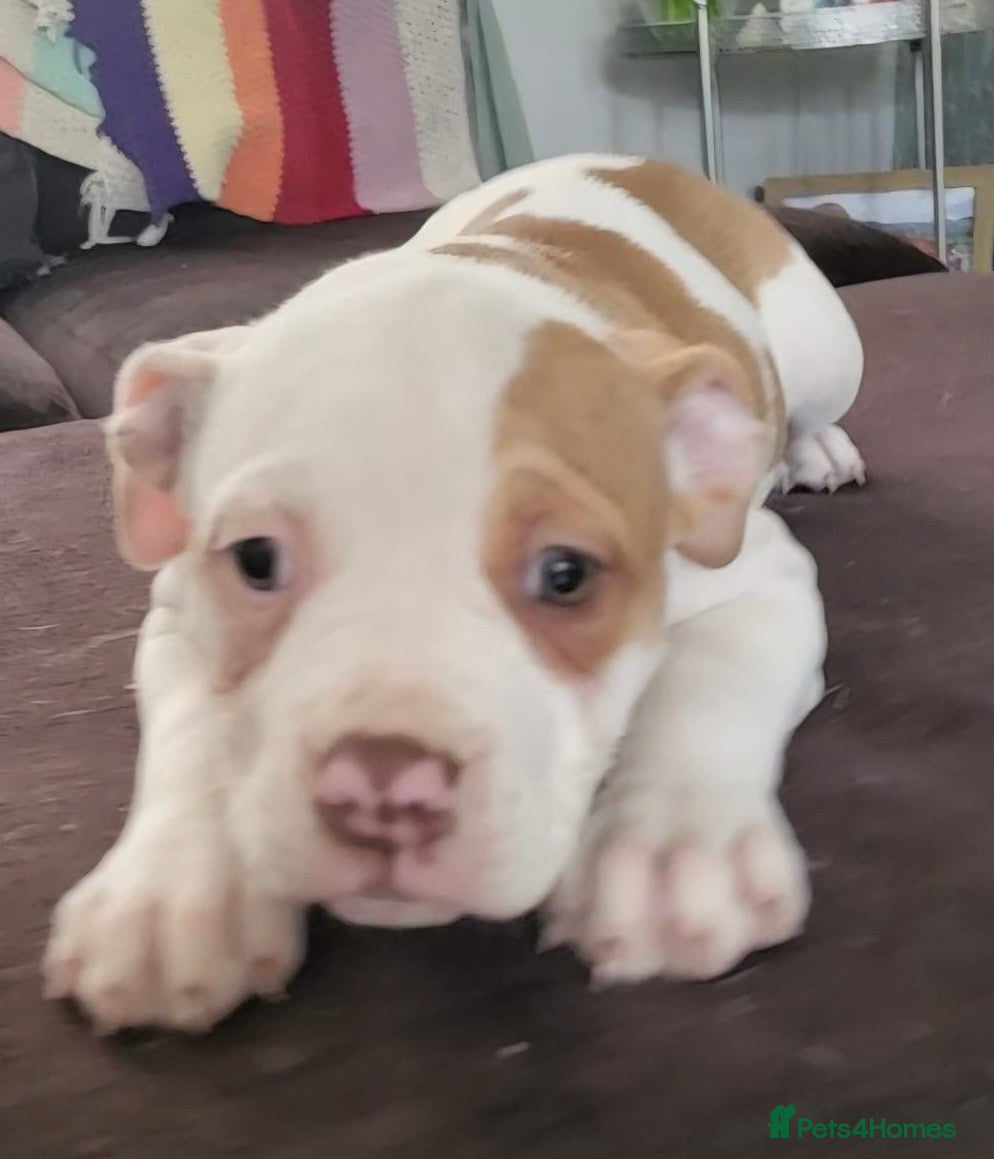 American Bulldog dogs American bulldog puppies * only 2 girls left - Advert 1