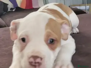 American Bulldog dogs American bulldog puppies * only 2 girls left - Advert 1