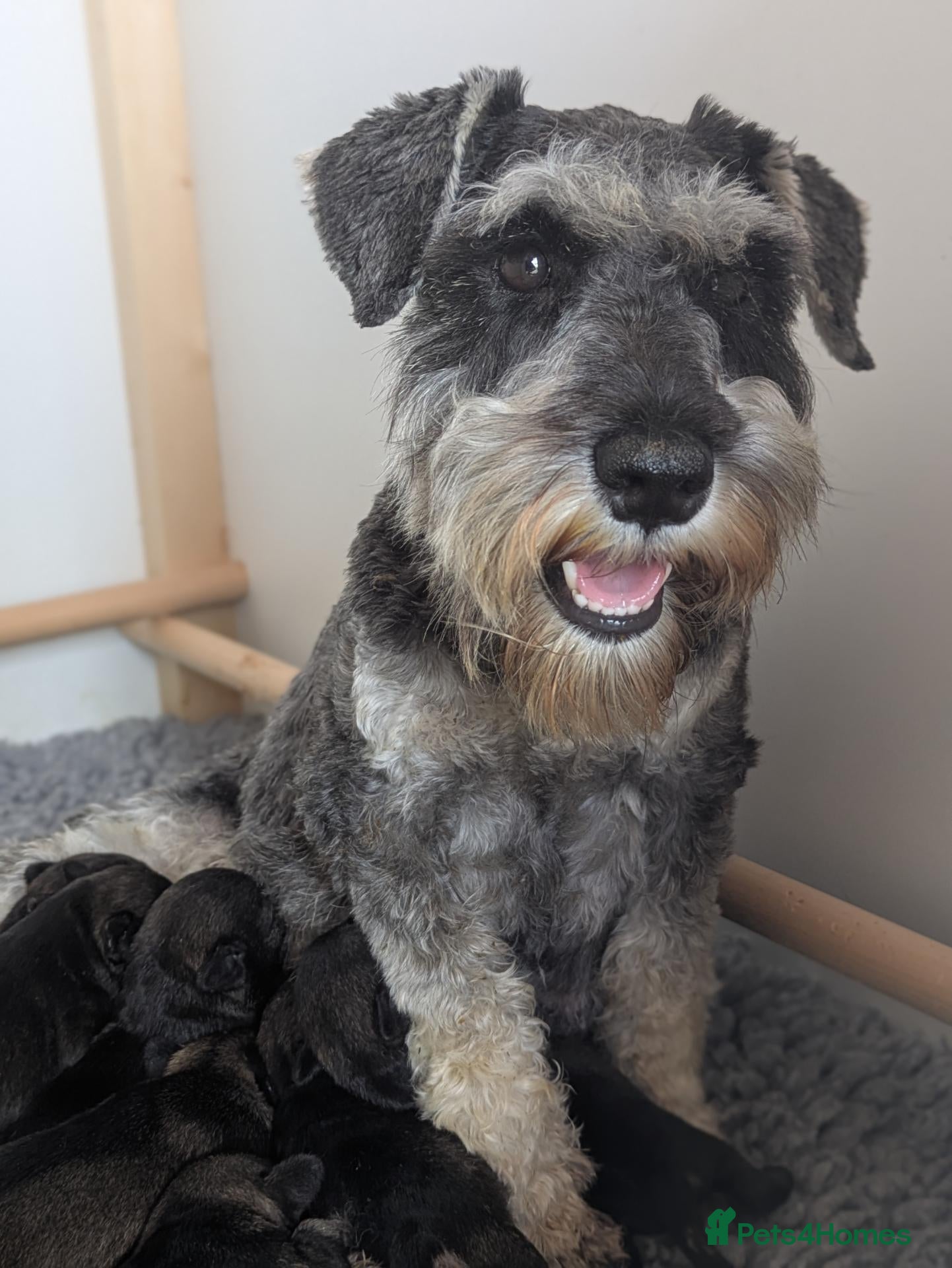 Miniature Schnauzer dogs Champion Show line Health Tested Puppies - Advert 13