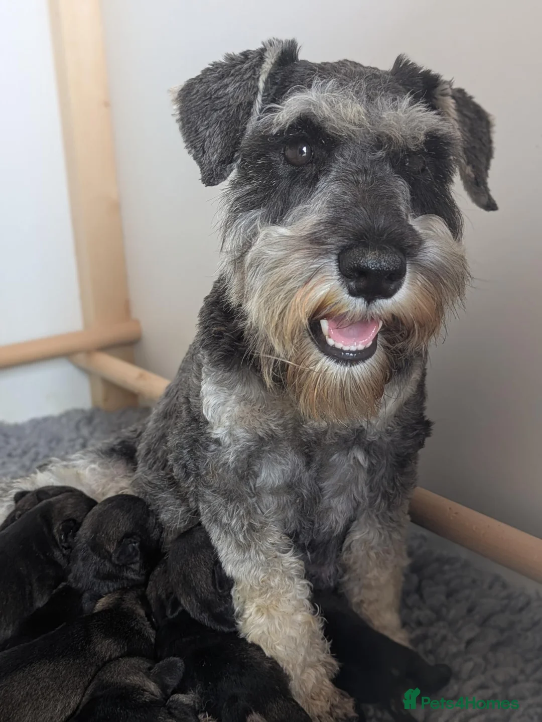 Miniature Schnauzer dogs for sale: Champion Show line Health Tested Puppies - Advert 1