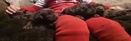 Cockerdor dogs for sale: Chocolate F1 cockerdor puppies  - Advert 6