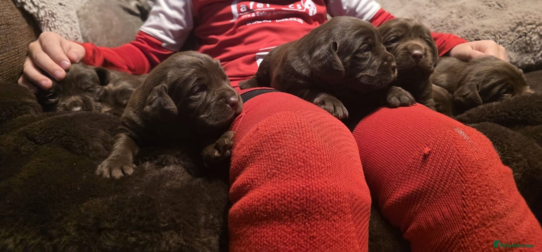 Cockerdor dogs for sale: Chocolate F1 cockerdor puppies  - Advert 6