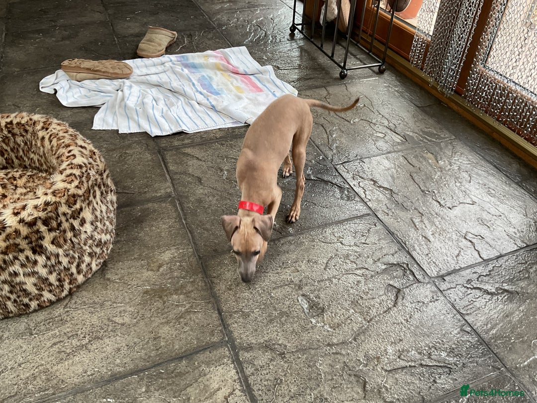 Italian Greyhound dogs for sale:  Beautiful Italian greyhound puppies  - Image 21