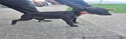 Whippet dogs for sale: Mixed Whippets  - Advert 18