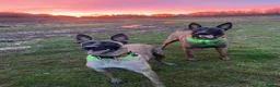 Belgian Shepherd Dog dogs for sale: Belgian Malinois pups  - Advert 3
